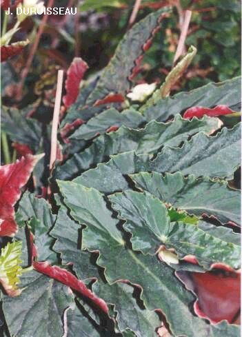 B. ‘Cosie’